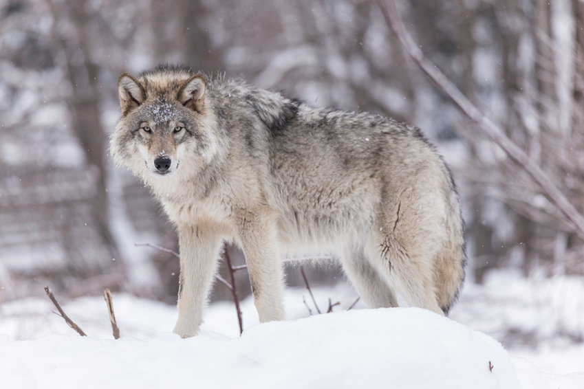 loup du Mercantour